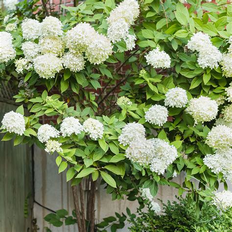 white flowering trees in illinois